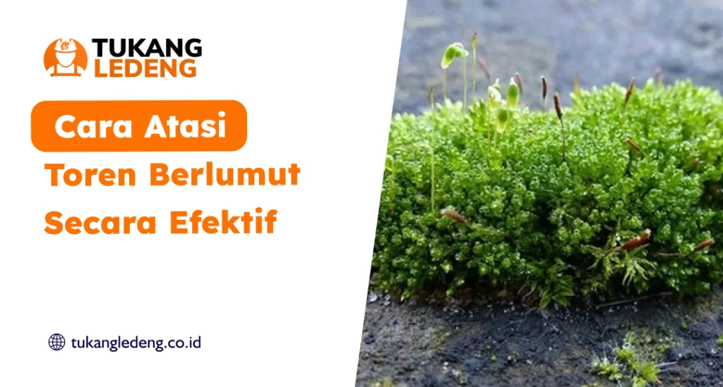 Cara Atasi Toren Berlumut Secara Efektif