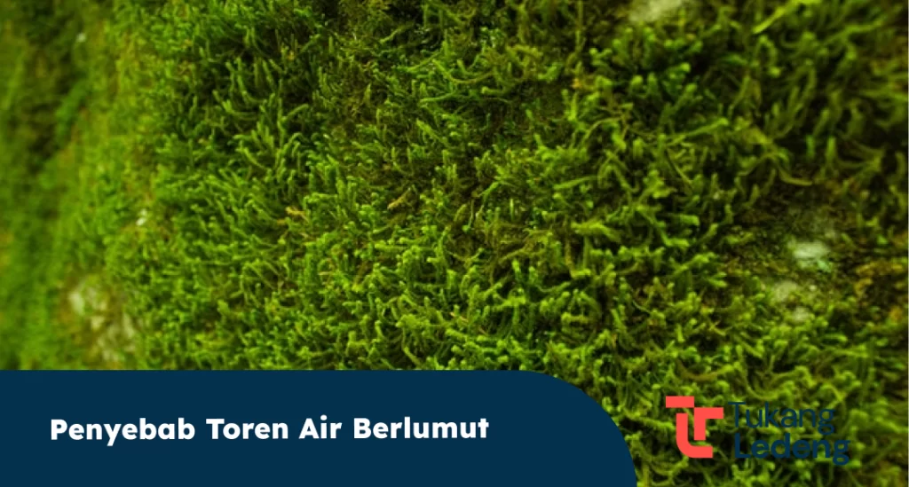 Penyebab Toren Air Berlumut